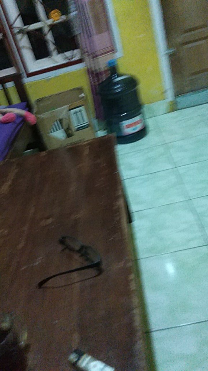 Engsel Piano Stanlees 3m X 3cm