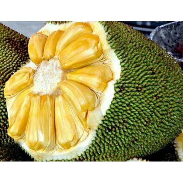 Bibit Nangka Madu cepat berbuah
