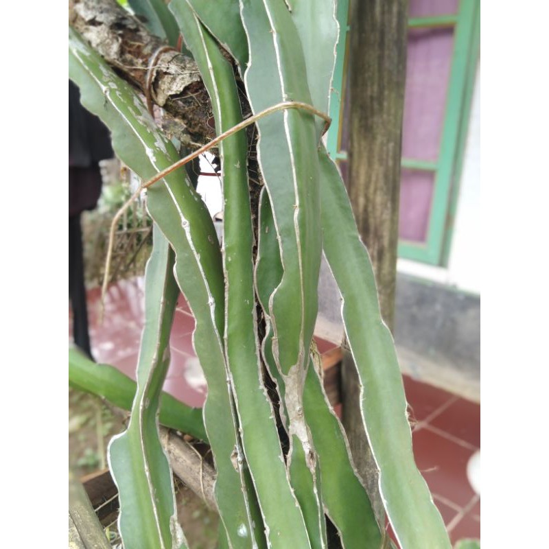 Stek benih buah naga