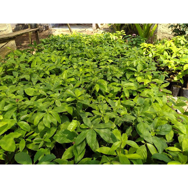 BIBIT TANAMAN ALPUKAT MENTEGA//ALPUKAT MENTEGA