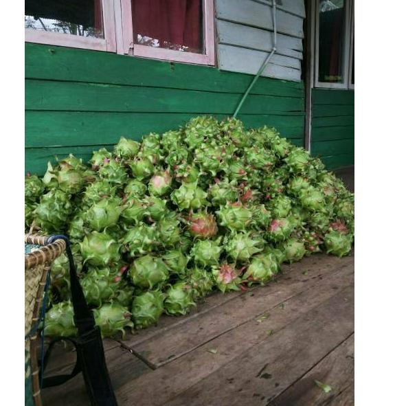 [LANGSUNG DARI PABRIK] Paket pembesar buah naga BIGGROW GIBGAP zpt hormon pupuk