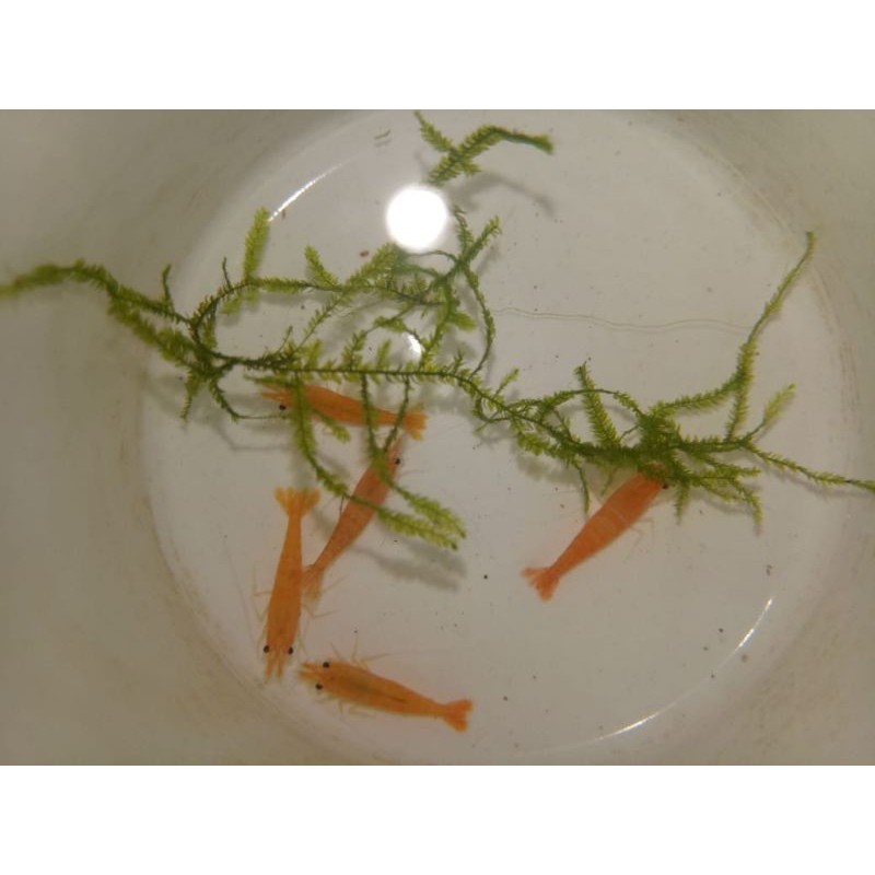 

Orange Shrimp