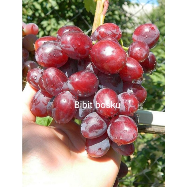 Bibit Anggur Red Ukraina (Manis)