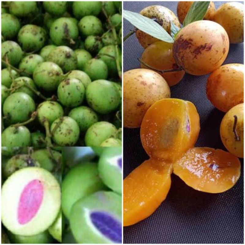 

Buah Ramania / Buah Gandaria / Buah Jatake Segar Khas Banjar / Berat 1000 Gram
