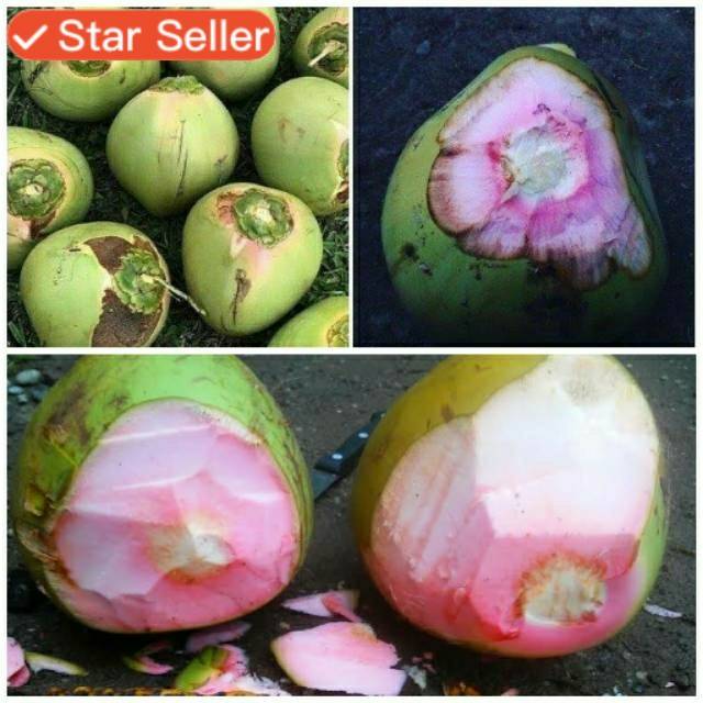 

Buah Kelapa Wulung (Kelapa Obat)