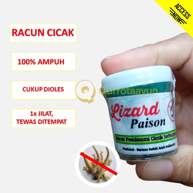 Termurah Pembasmi Cicak, Racun Cicak Ampuh, Racun Cicak dan Tokek, Obat Cicak Paling Ampuh