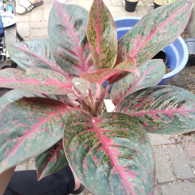 aglonema Red stardust jumbo