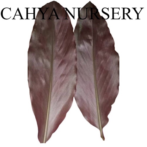 

Promo Daun kecombrang segar 1kg daun honje/combrang/rombeh siap petik