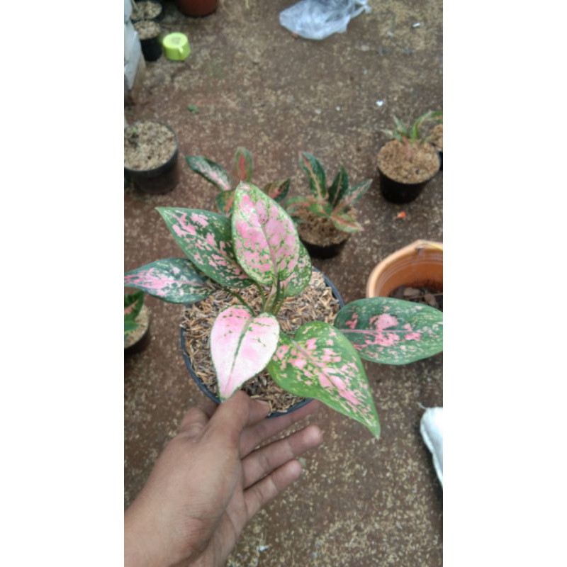 Tanaman Hias Aglonema Lady Valentine Remaja