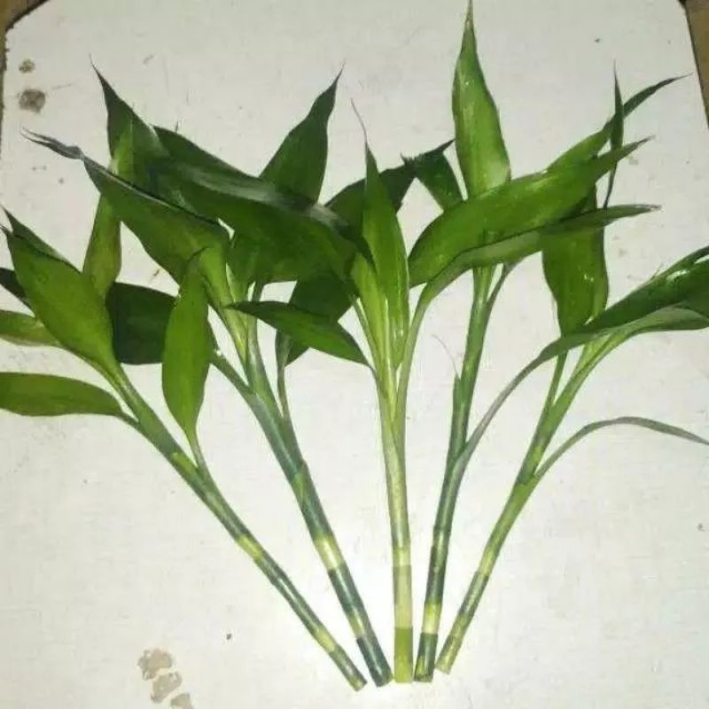 TANAMAN HIAS SRI REJEKI PER 10 BATANG/BAMBU HOKI/BAMBU KOLE/TANAMAN HIAS AIR