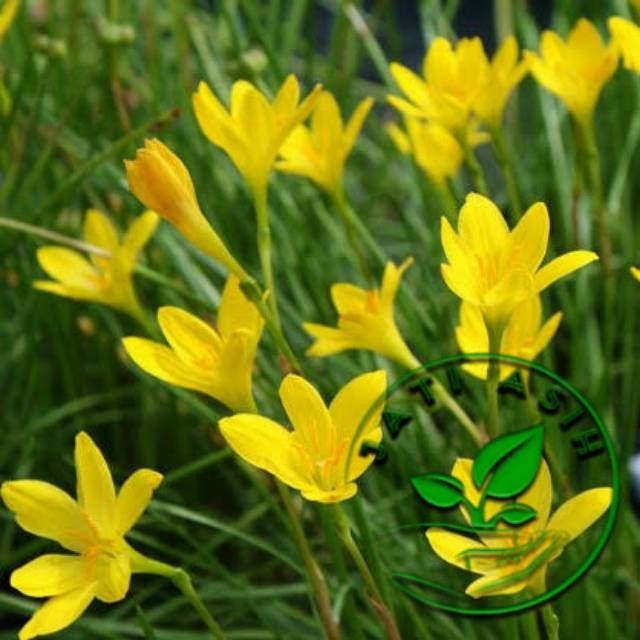 Kumpulan 37+ Tanaman Bunga Lily Kuning yang Mantul! - Informasi Seputar