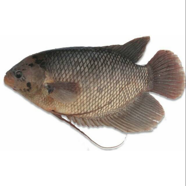 

Ikan Gurame 500gram