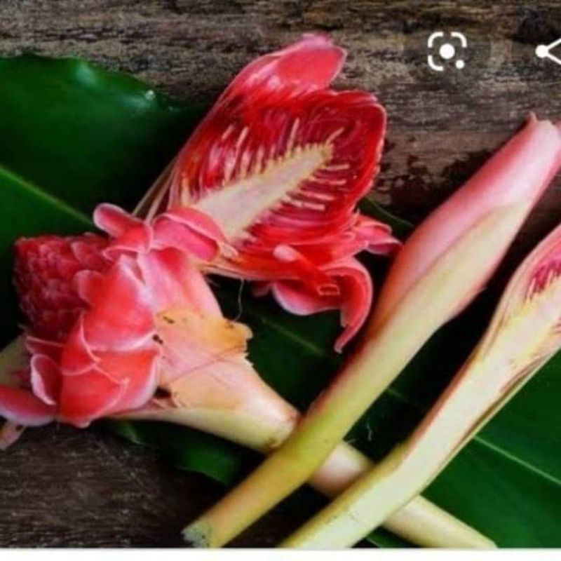 

Kecombrang Kincung segar atau bunga honje segar 500 gram