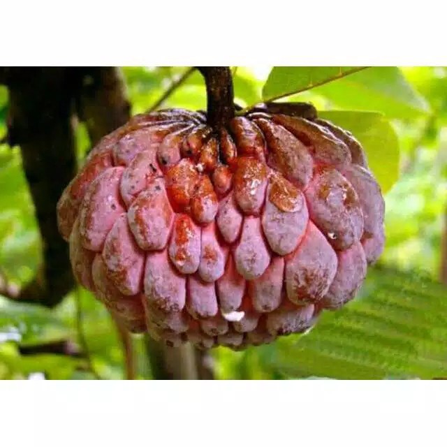 Bibit Buah Srikaya Merah