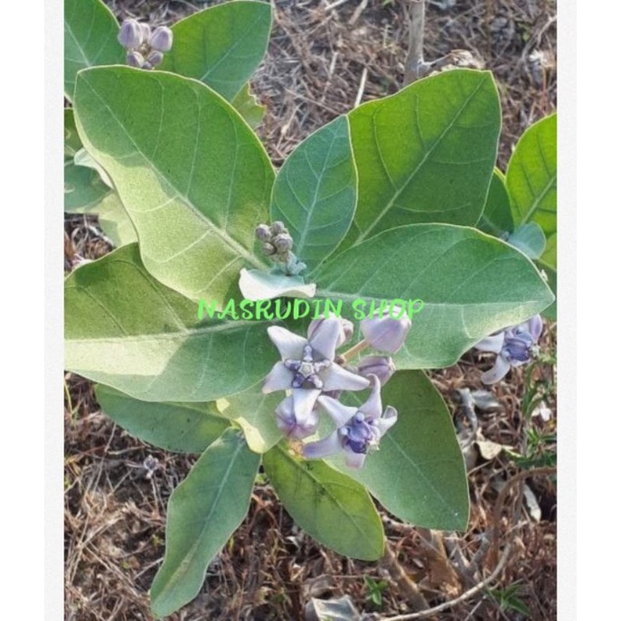 

DAUN BIDURI WIDURI SEGAR CALOTROPIS GIGANTEA