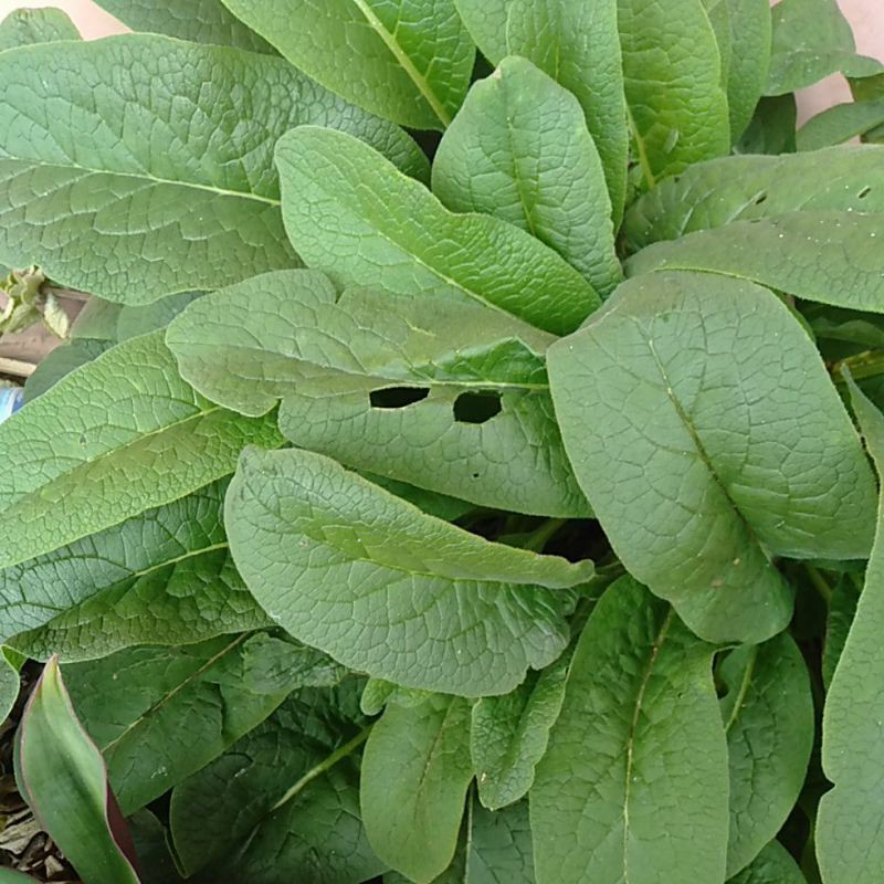 

Daun Kompri ~Comfrey Knitbone ~Daun Komfrey Tanaman Obat