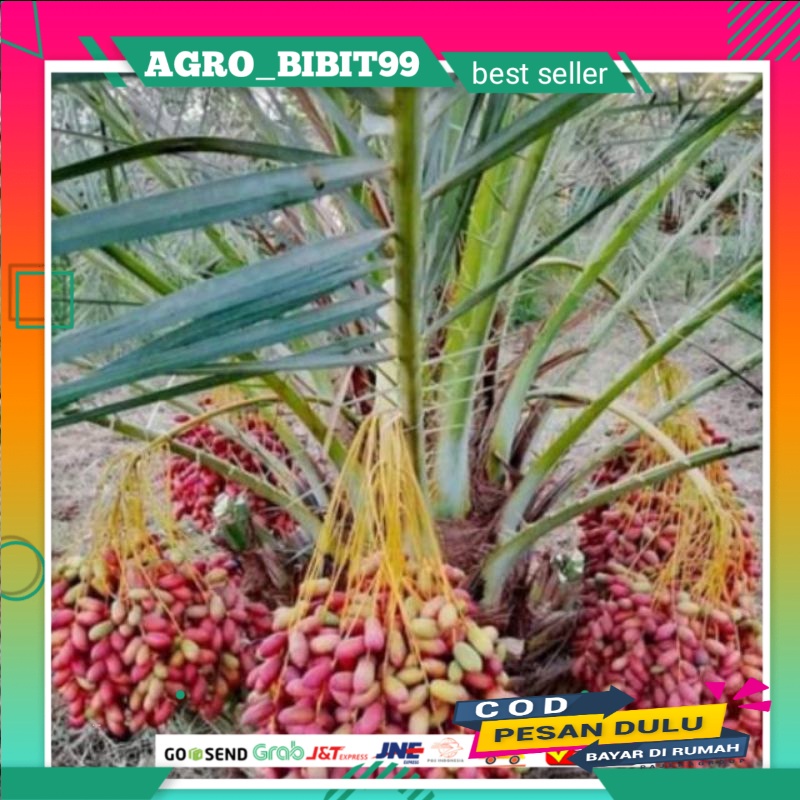 bibit kurma ajwa