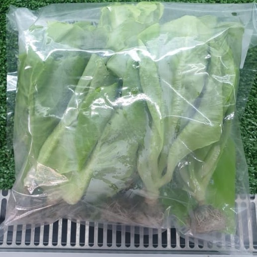 

Sayur Hidroponik : Selada Butterhead. 250 gram, 2 pax