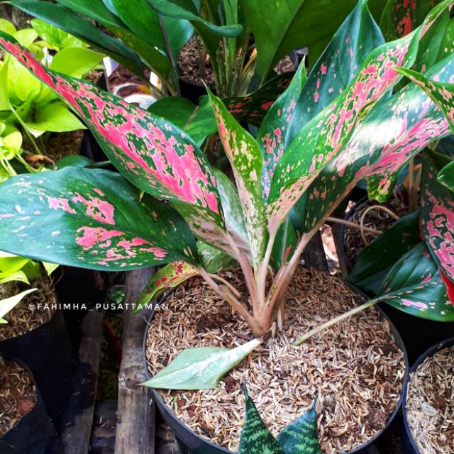 Tanaman Pot Aglonema Ruby Shopee Indonesia Tanaman Pot Aglonema Ruby Shopee Indonesia