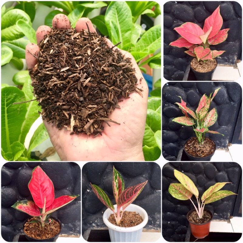 Media Tanam Fermentasi Premium Super Siap Pakai utk Aglaonema Aglonema