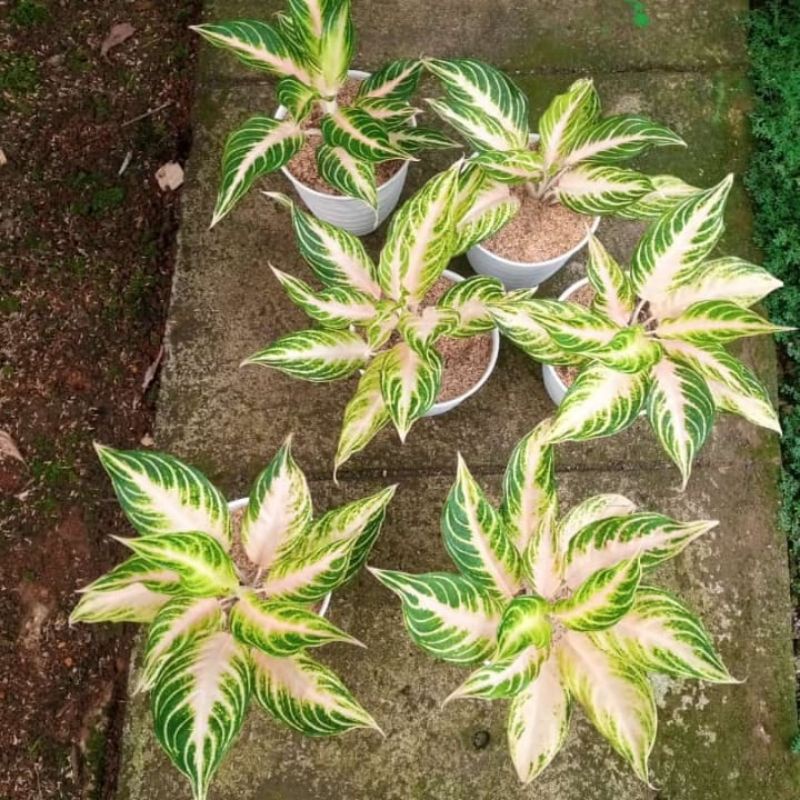 Aglonema pink sunset - Aglonema sunset