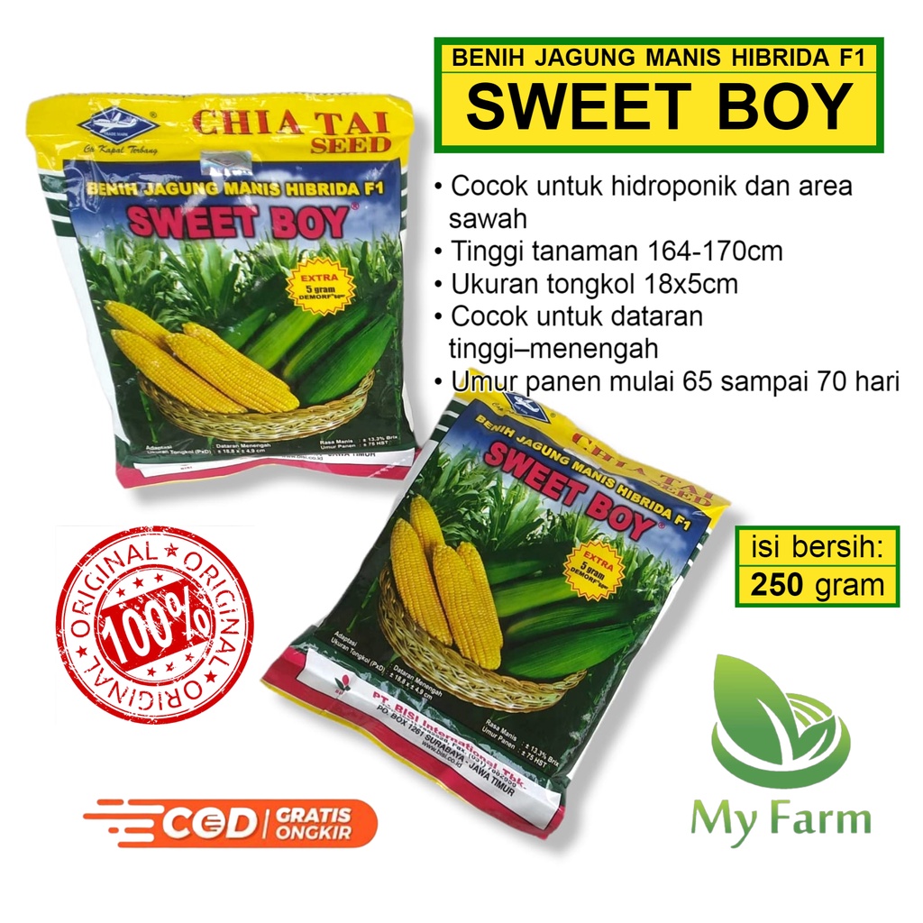 Benih Bibit Jagung Manis Hibrida F1 Sweet Boy 250 Gram Cap Kapal Terbang Chia Tai Seed