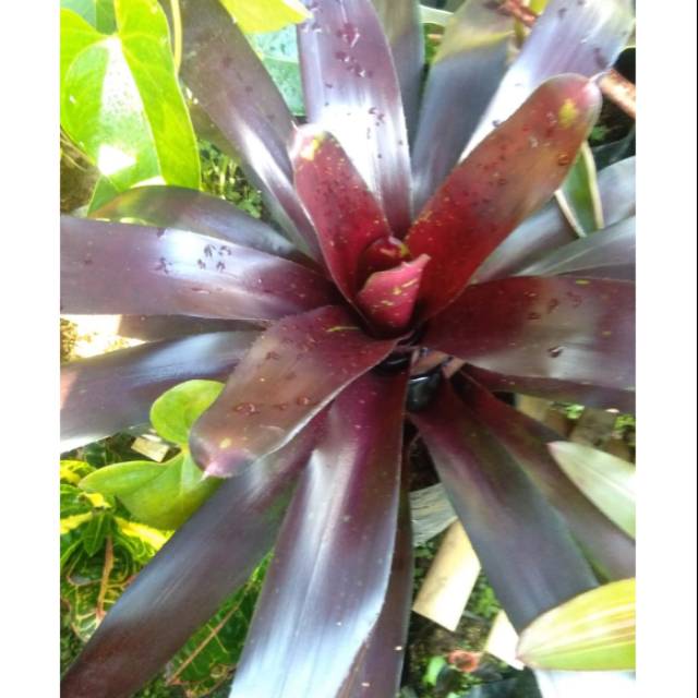 Bromelia merah maroon uk.besar