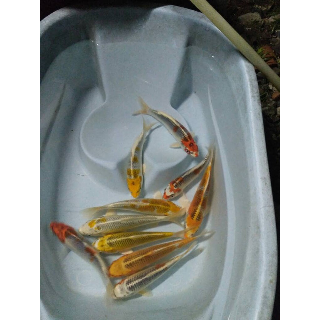 

PROMO!! IKAN KOI PESANAN IBU ETI BOGOR.