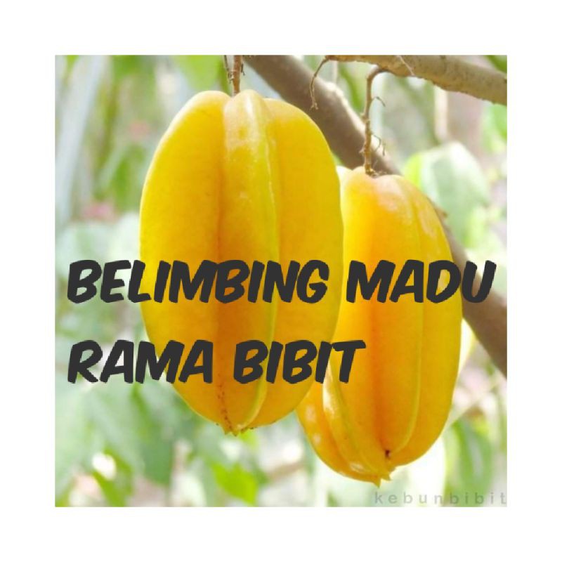 bibit belimbing madu