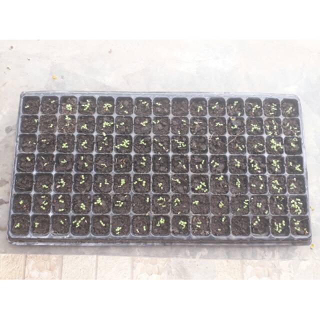 Tray semai Pot Tray 72 lubang tanam bonus bibit tanaman