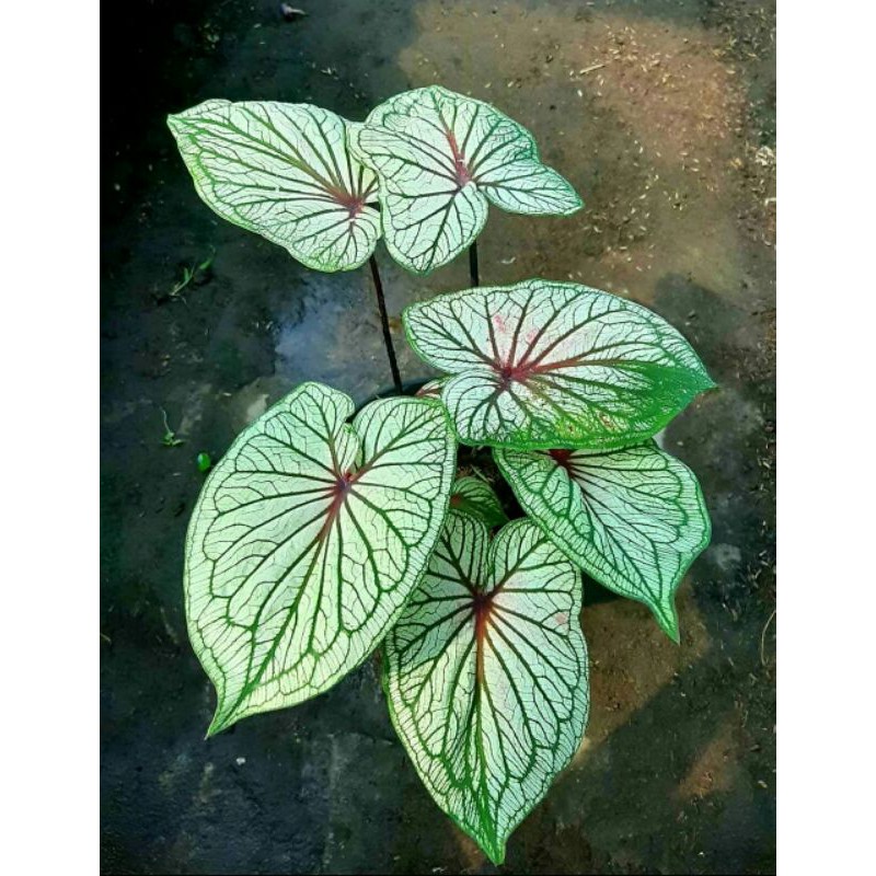 (SRIKANDI) CALADIUM/KELADI/CALADIUM IMPORT THAILAND/CALADIUM MURMER/TANAMAN HIAS/BUNGA HIAS