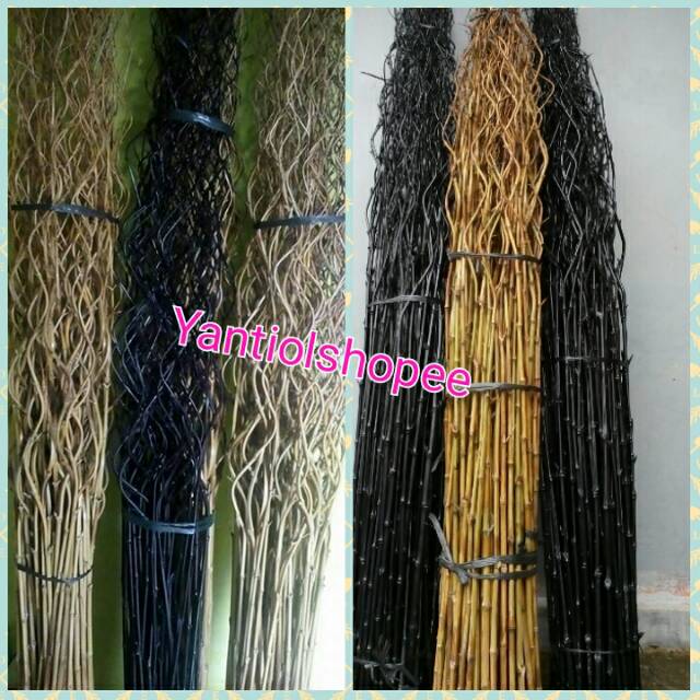 Bambu inul/bambu ulir cendani