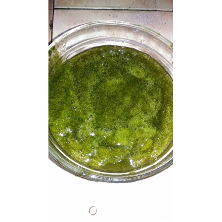 

cincau hijau