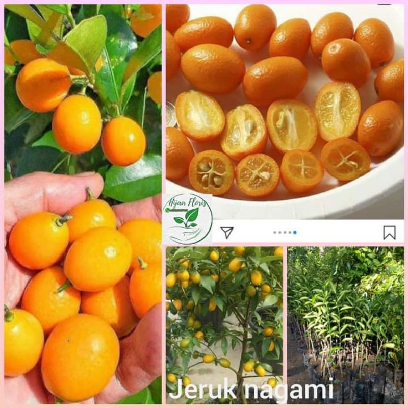 

Ready Bibit Tanaman jeruk nagami siap maakan sama kulitnya