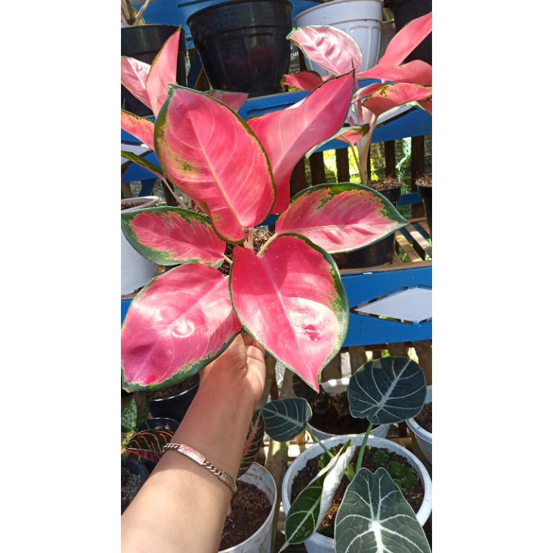 RED MAJESTY aglaonema dewasa