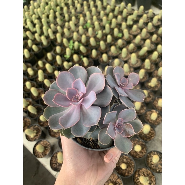 Echeveria Perley Cluster | Echeveria murah