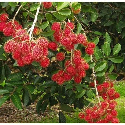 Tanaman Rambutan Binjai 50cm