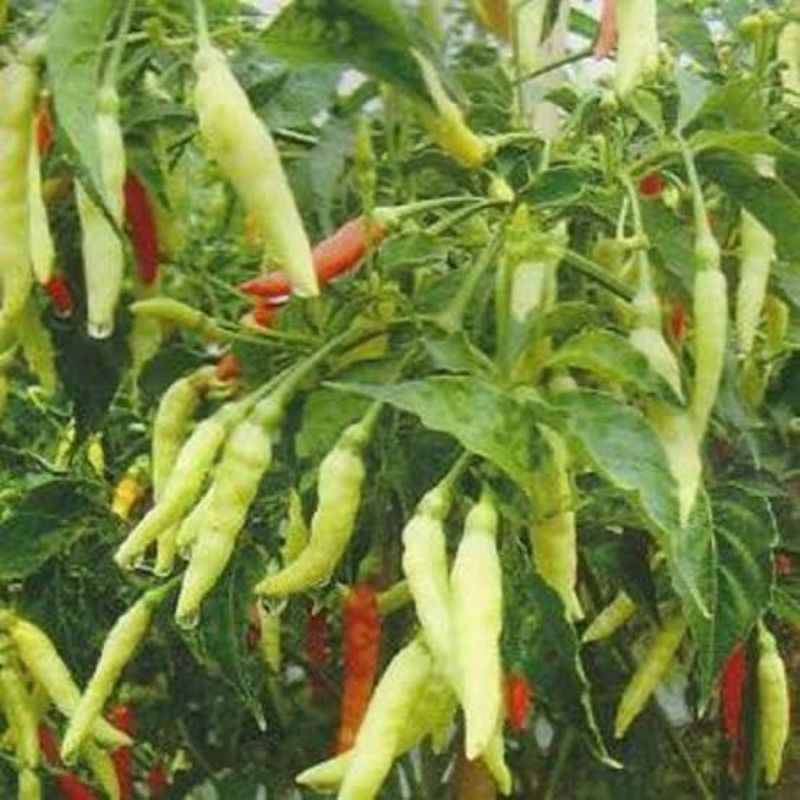 benih/biji/bibit/seed cabe rawit putih(15 seed)