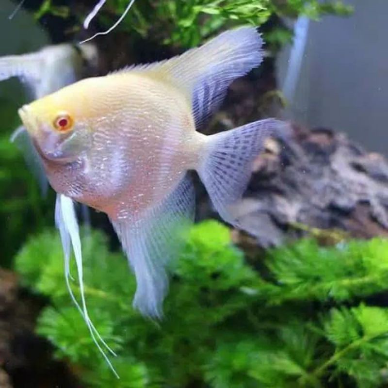 

ikan menfish platinum red eye