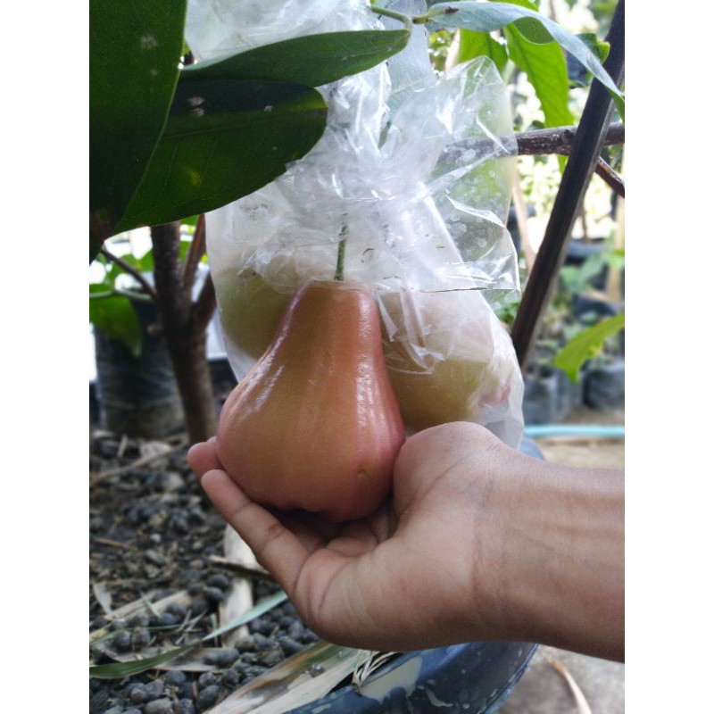 BIBIT JAMBU AIR KING ROSE RIMBUN