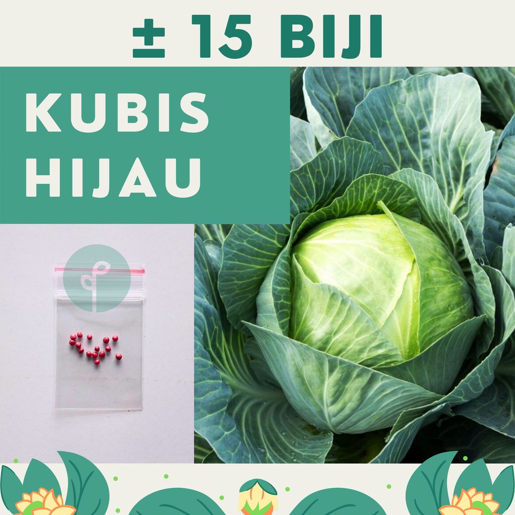 Bibit Sayuran Benih Sayur Paket Lengkap Hidroponik Kangkung Bayam Cabe Sawi Selada Terong Tomat dll-KUBIS HIJAU