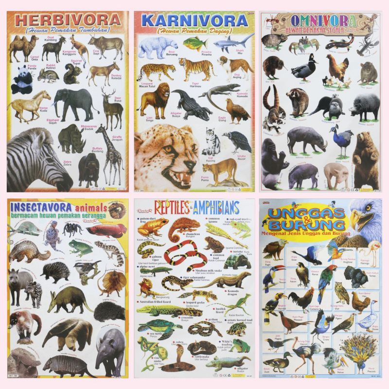 

Poster Anak Poster Edukasi Anak Lembaran Herbivora Carnivora Omnivora Reptiles