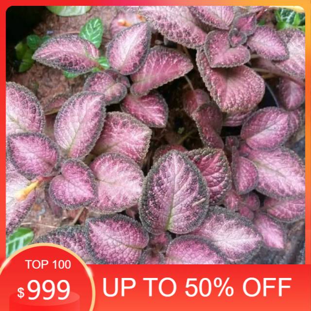 episcia cupreata coklat ungu - tanaman hias gantung - episcia merah - beludru merah  - episcia