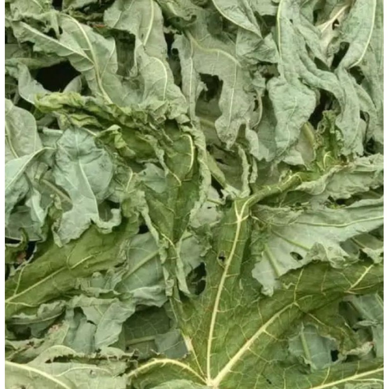 

daun pepaya kering 250 gram