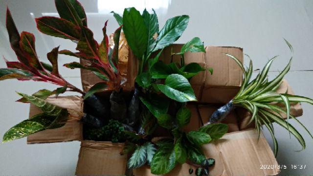 Krokot Curly - Krokot Keriting Tanaman Crocot Paku Payung