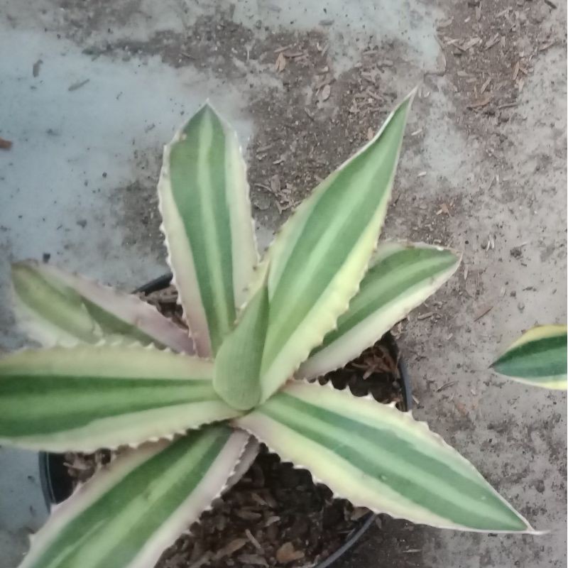 Agave Varigata | Shopee Indonesia