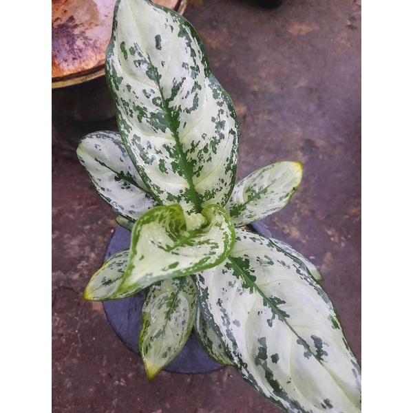 Aglonema Green Compacta