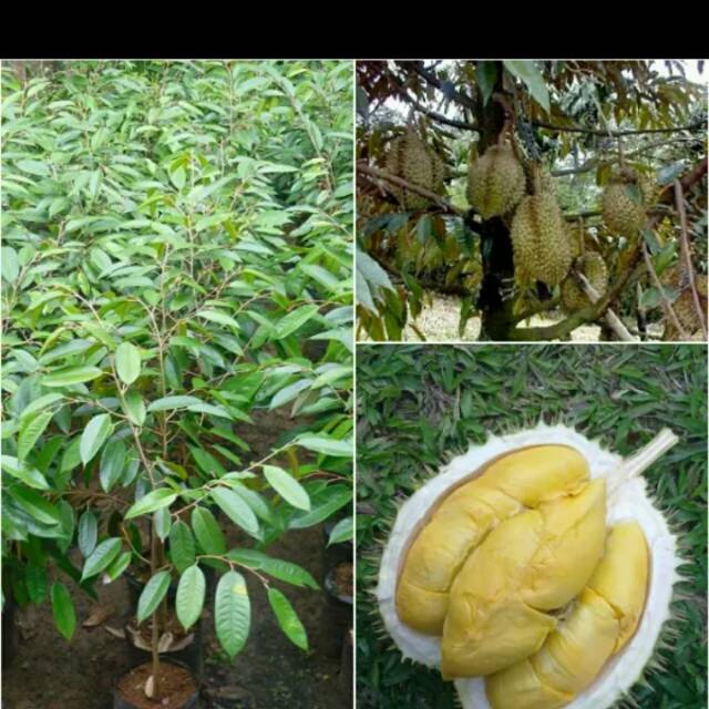 Bibit durian musang king