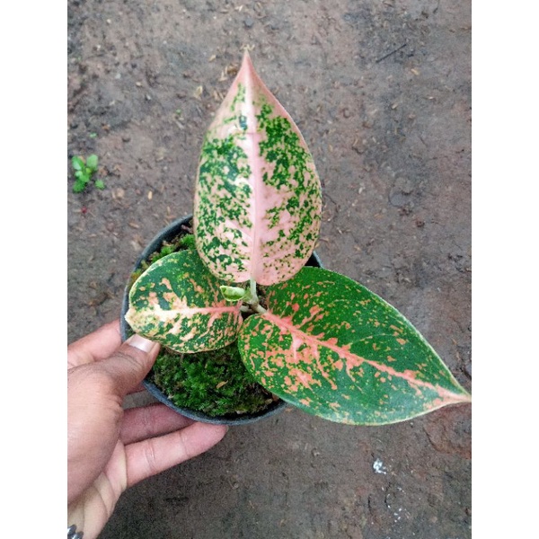 aglonema stardas orange