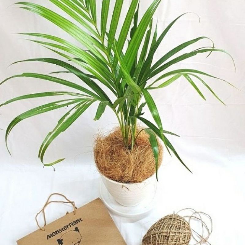 ( BISA COD ) Tanaman Hias Palem Kuning / Bibit Tanaman Palm Kuning / Pohon